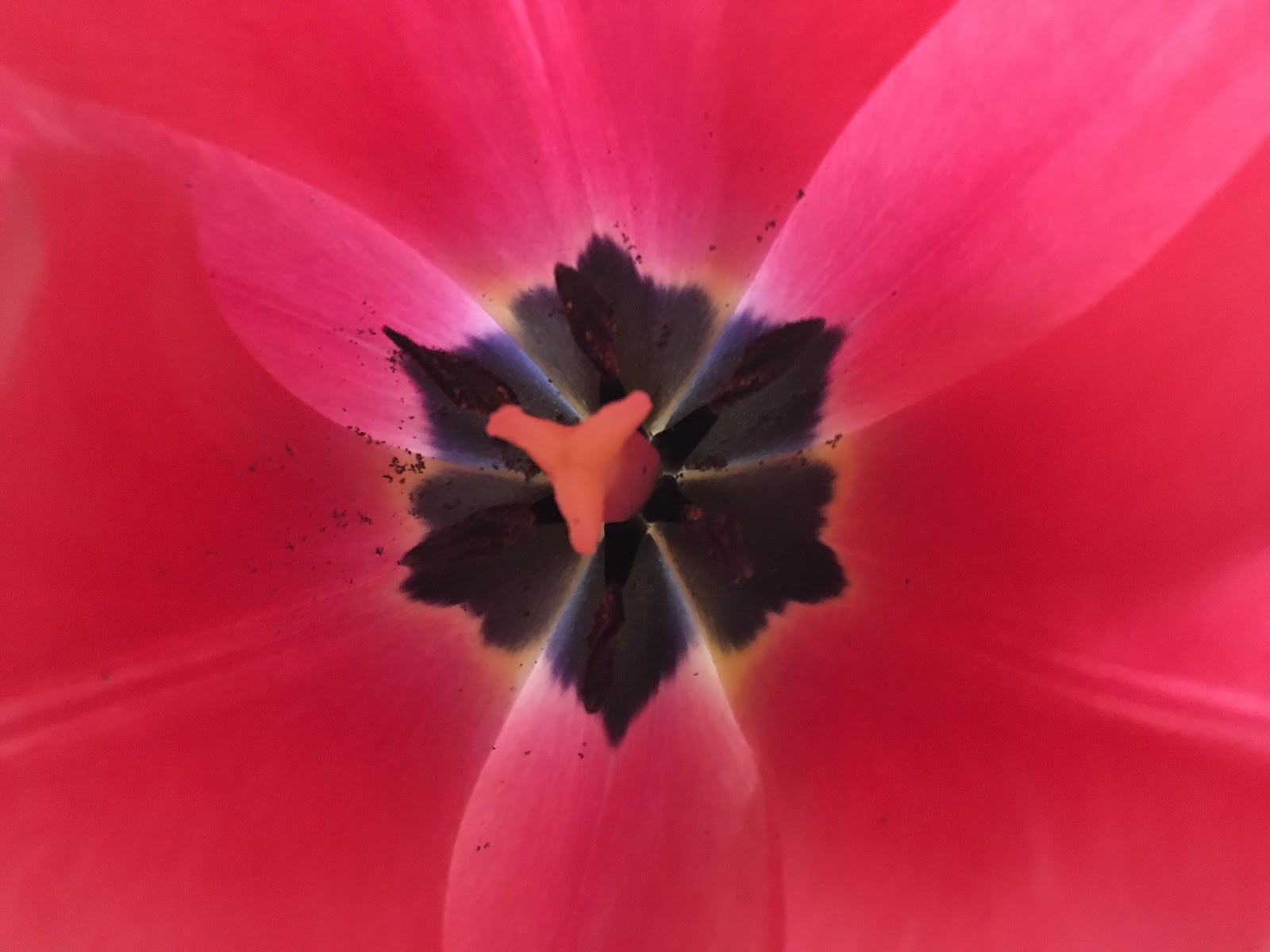 Moment to Moment Healing Alternatives